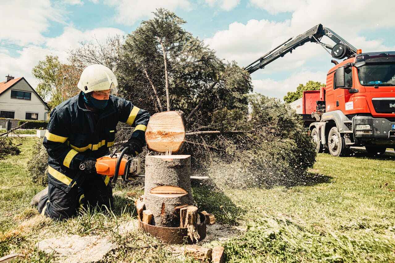 Best Affordable Tree Service  in Valrico, FL